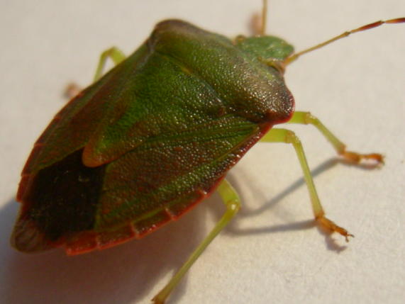 Pentatomidae da determinare