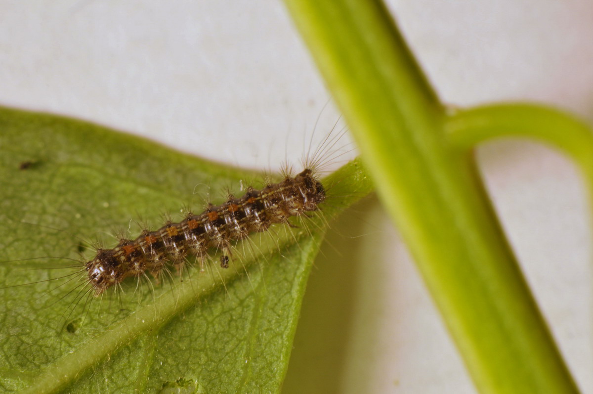 larva da identificare 2 - Lymantria dispar