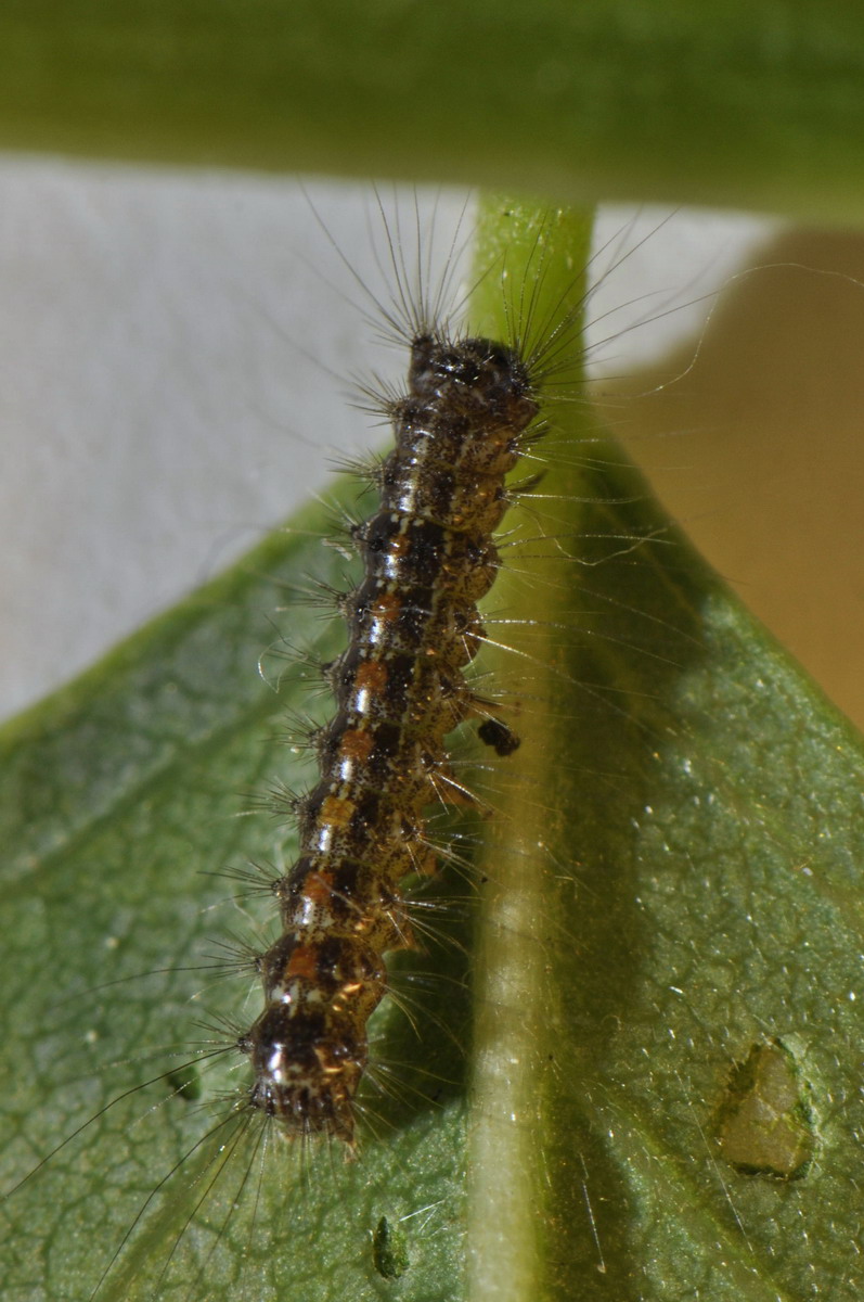 larva da identificare 2 - Lymantria dispar