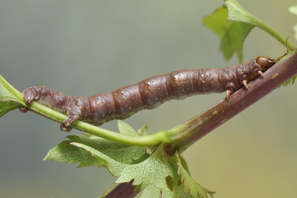 2 larve da identificare : Colotois pennaria