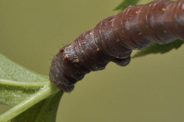 2 larve da identificare : Colotois pennaria