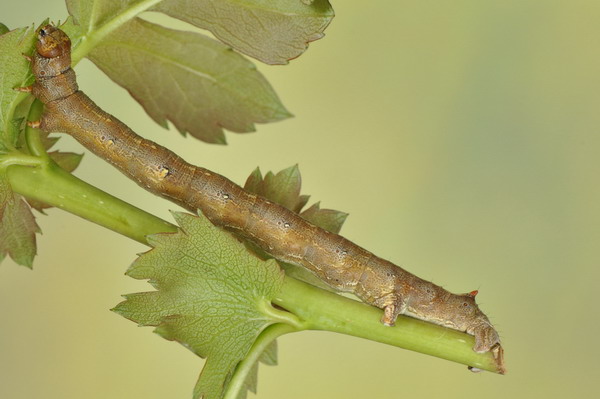 2 larve da identificare : Colotois pennaria