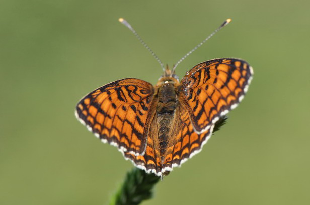 come riconoscere una melitea? - Melitaea phoebe