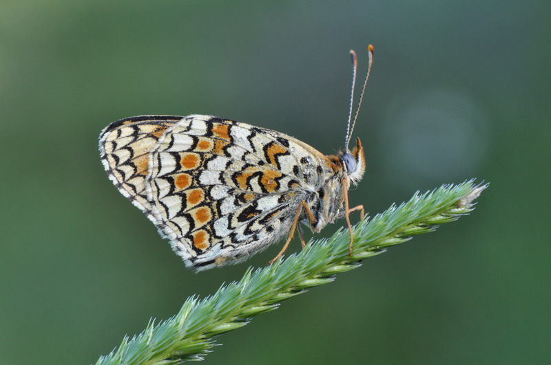 come riconoscere una melitea? - Melitaea phoebe