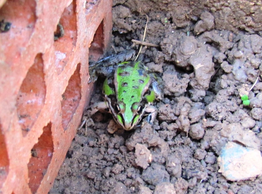 Rana verde? S, Pelophylax sp.