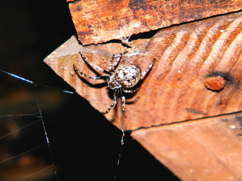 Nuctenea sp.