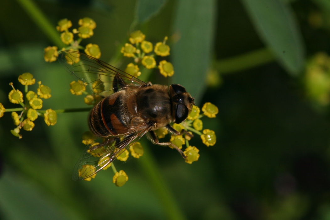 Eristalis sp. (Syrphidae)