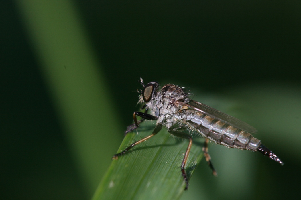 Identificazione Asilidae