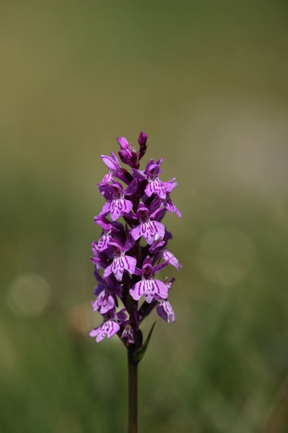 Orchidea del Parco del Monte Avic