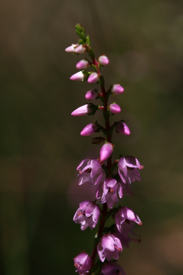 Calluna vulgaris