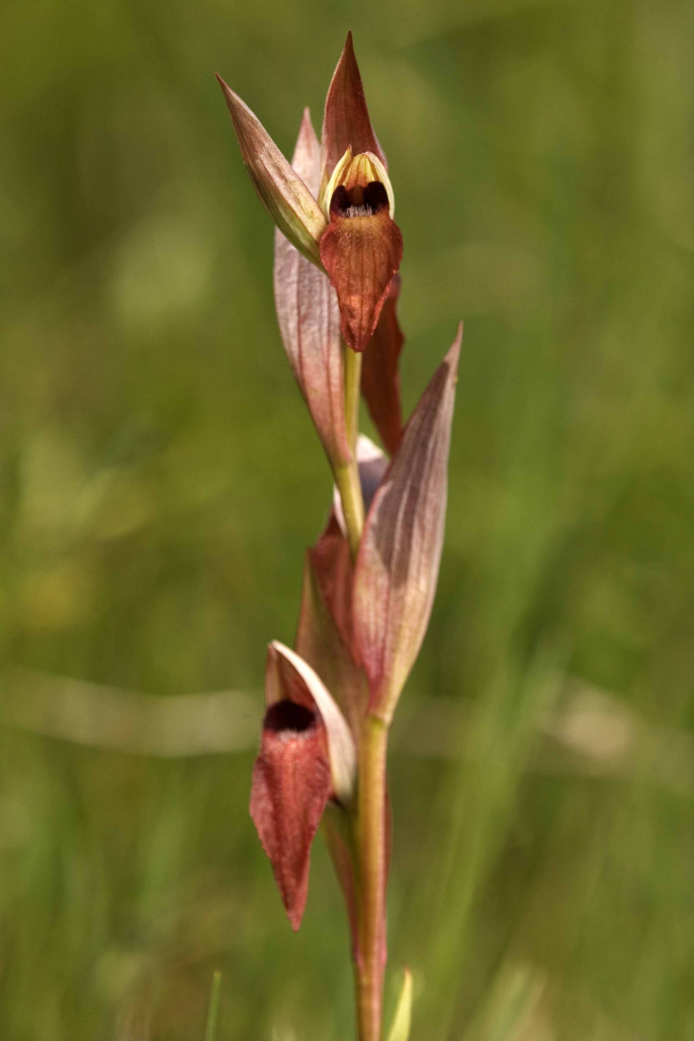 Identificazione Orchidea