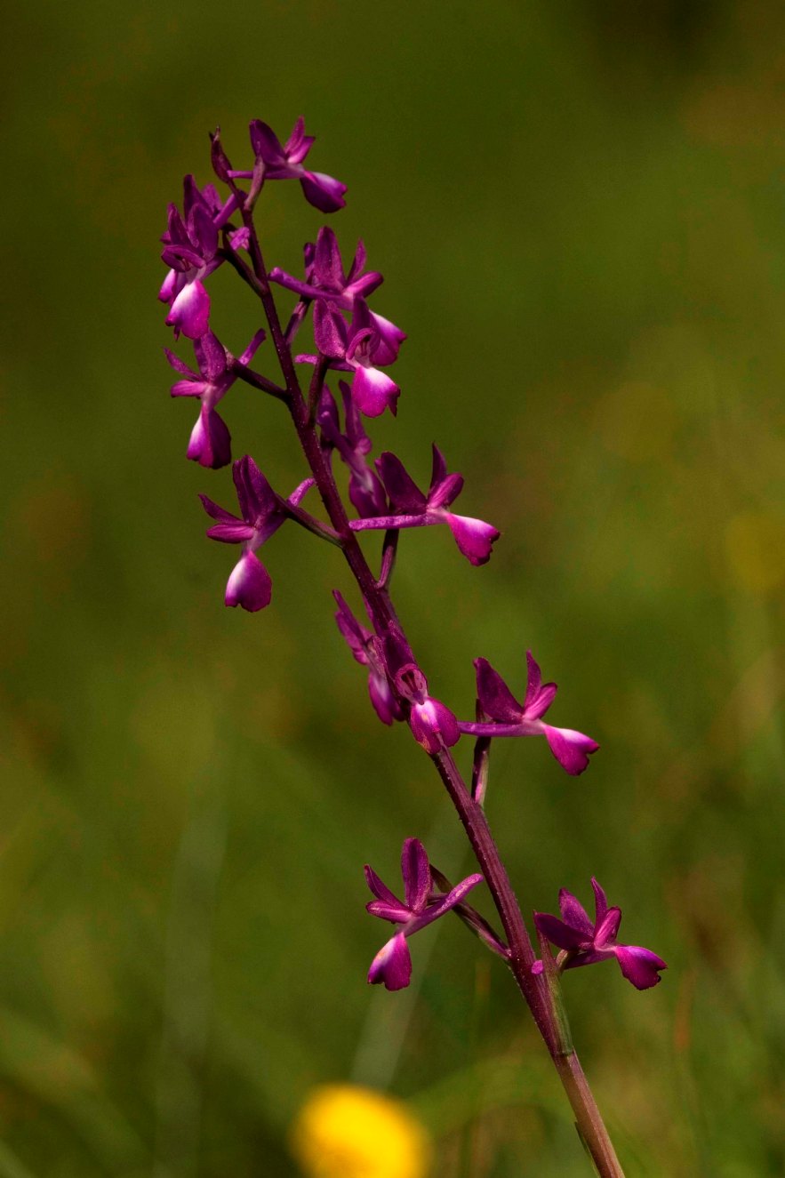 Altra identificazione orchidea