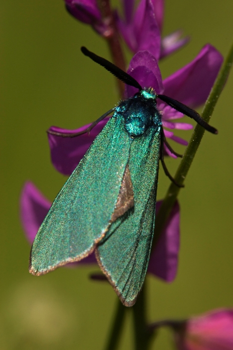 Zygenidae del Parco Beigua