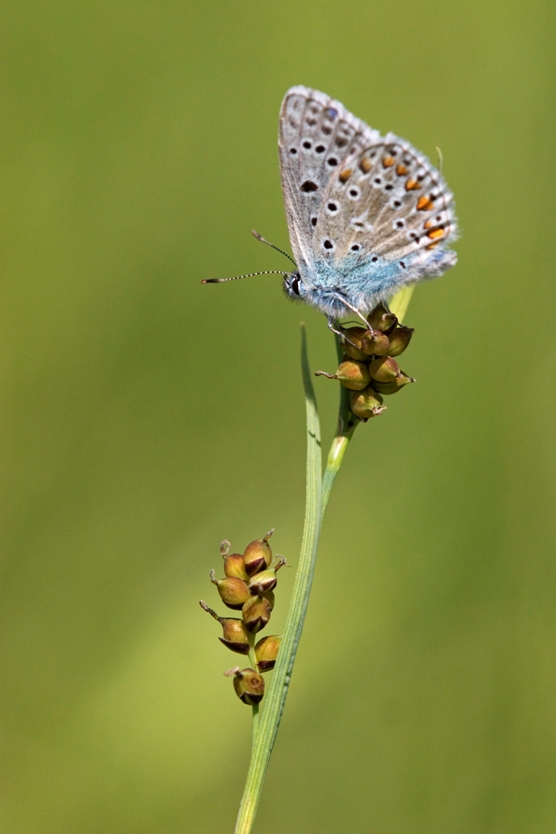 Lycenidae del Parco Beigua - Polyommatus icarus