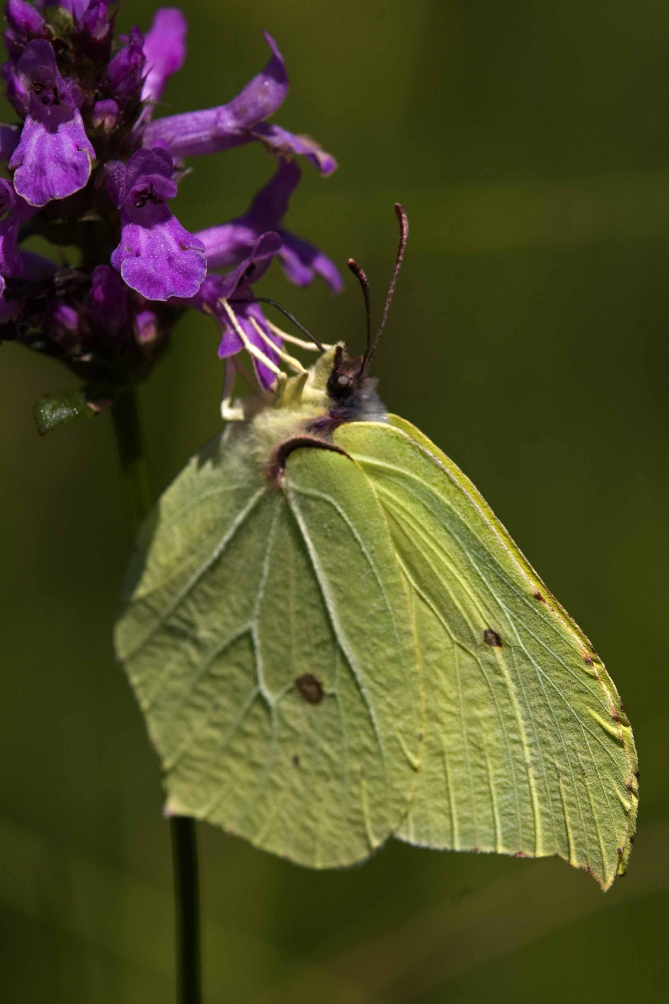 Lepidotteri del SIC di Caselette 1