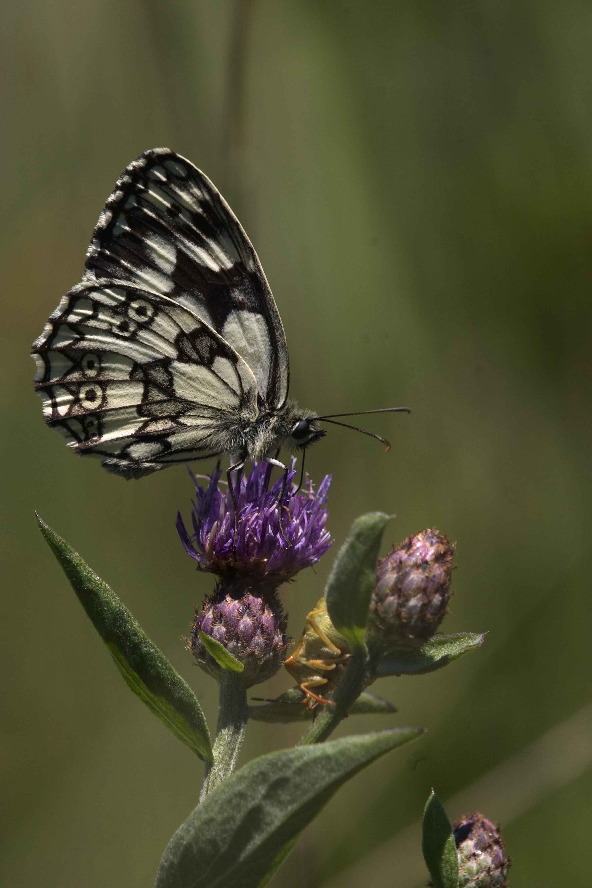 Lepidotteri del SIC di Caselette 3 - Melanargia galathea