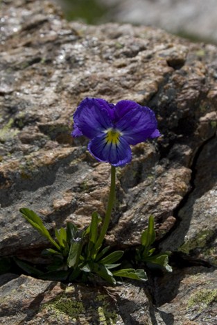 Viola calcarata L. s.l