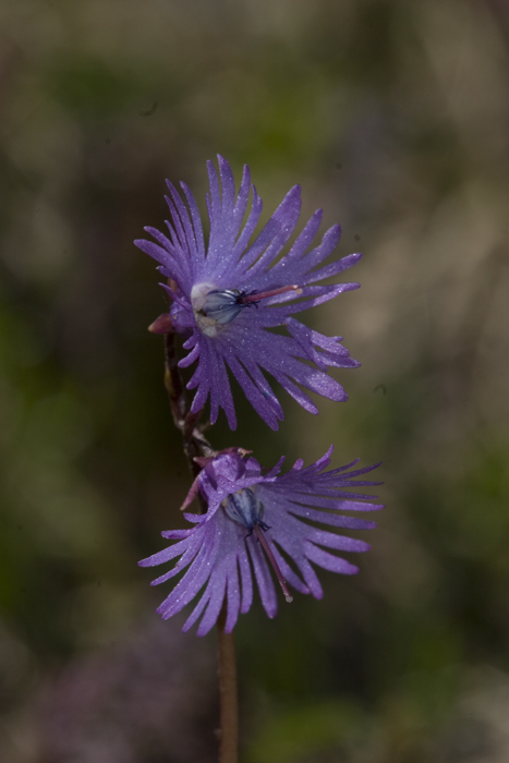 Soldanella alpina