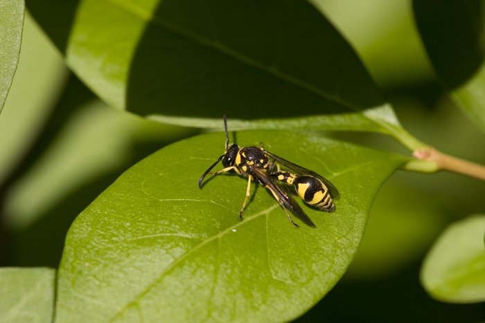 Eumenes sp. (Vespidae Eumeninae)