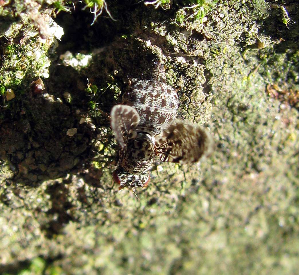 Callopistromyia annulipes (Macquart, 1855) - Ulidiidae