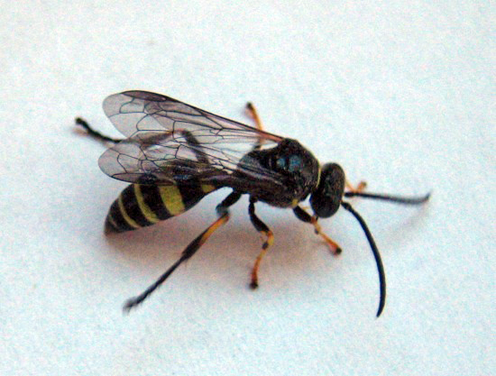 Gorytes sp.