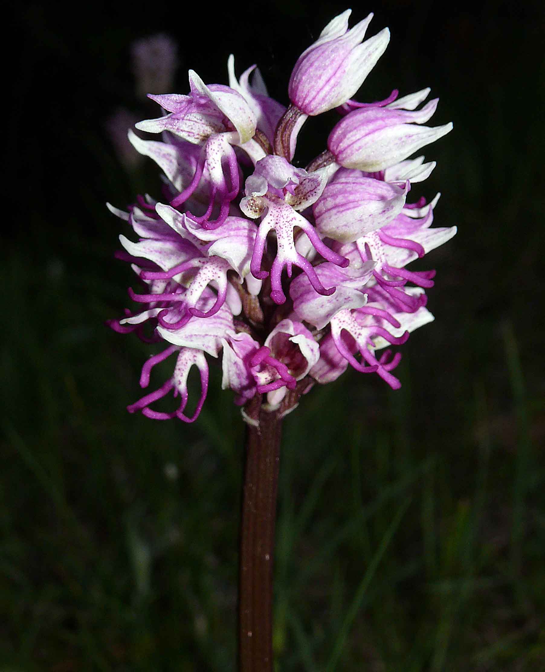 ORCHIS SIMIA   a voi prego giudizio