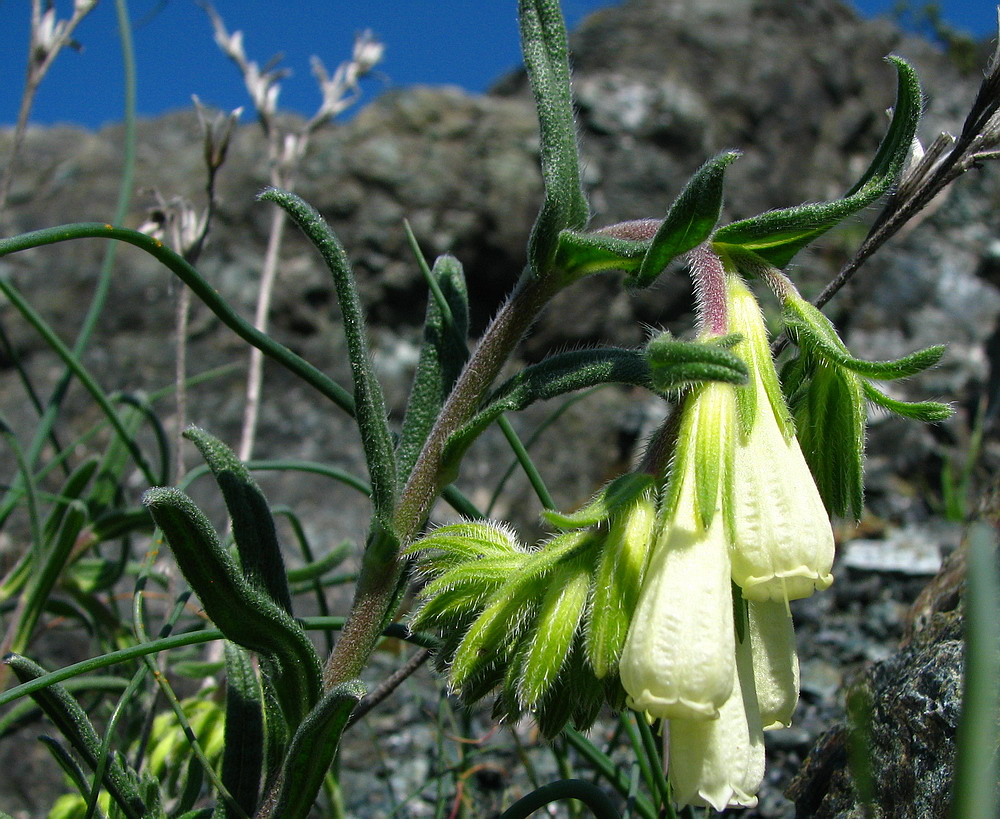 Onosma echioides / viperina comune