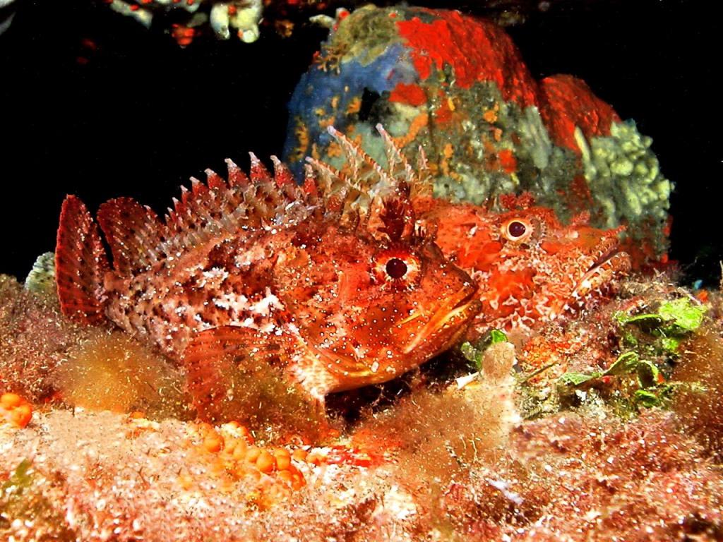 Scorfano nero (Scorpaena porcus)  by night