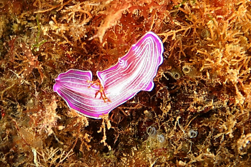 Prostheceraeus giesbrechtii (var. rosa) - su Holoturia sp.