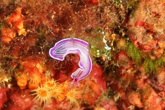 Prostheceraeus giesbrechtii (var. rosa) - su Holoturia sp.