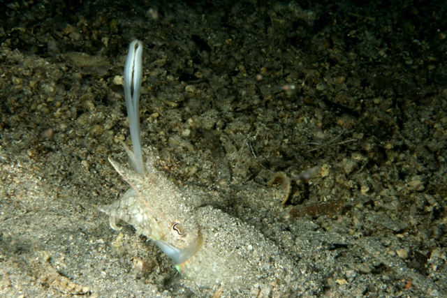 Predazione da parte di Sepia officinalis