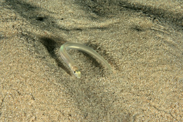 Ariosoma balearicum