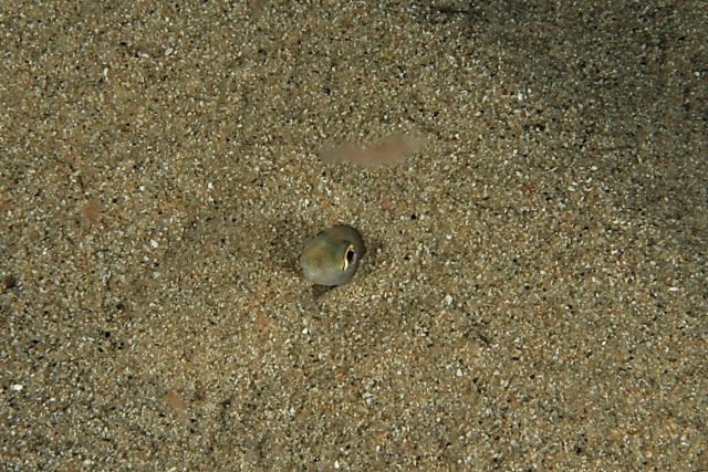 Ariosoma balearicum