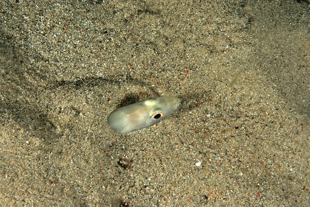 Ariosoma balearicum