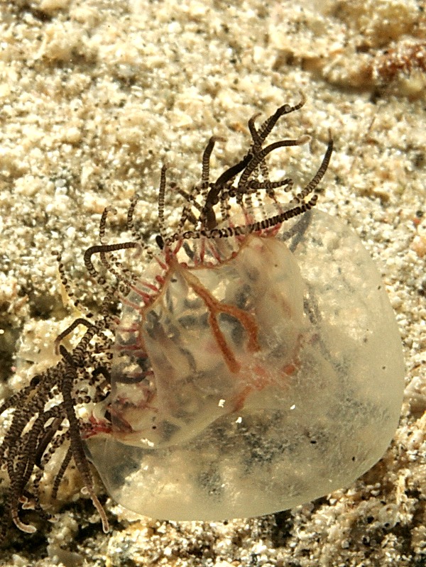 uno strano abitante del mare... Olindias phosphorica