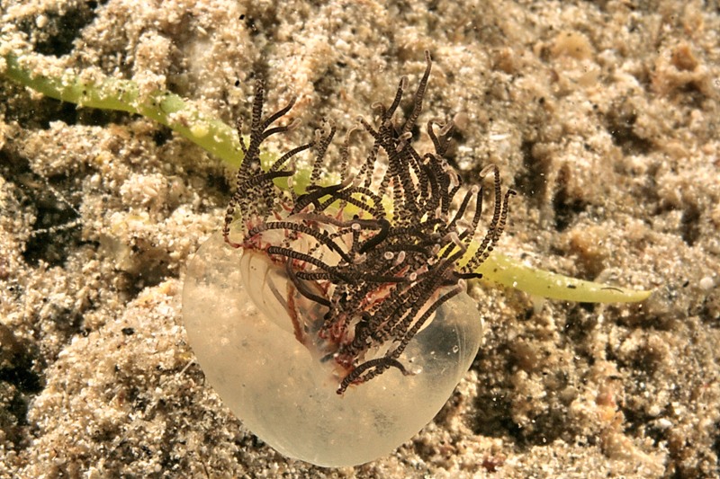 uno strano abitante del mare... Olindias phosphorica