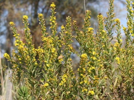 Dittrichia viscosa subsp. viscosa / Enula ceppitoni