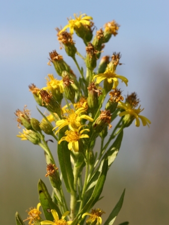 Dittrichia viscosa subsp. viscosa / Enula ceppitoni