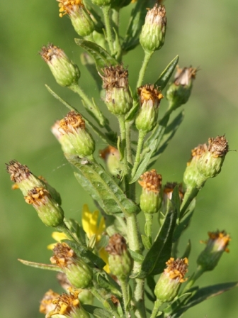 Dittrichia viscosa subsp. viscosa / Enula ceppitoni