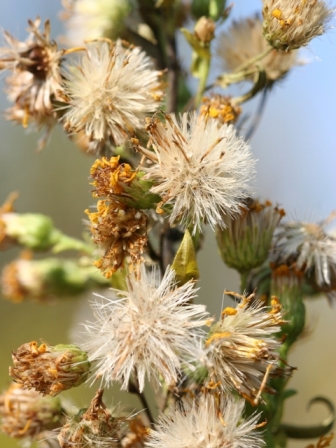 Dittrichia viscosa subsp. viscosa / Enula ceppitoni