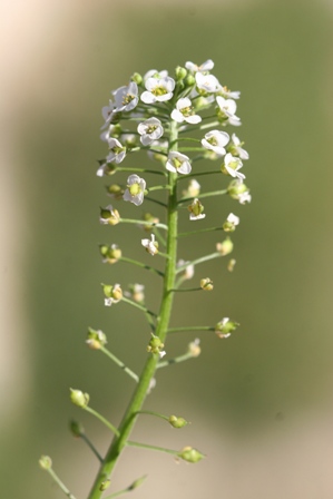 Lobularia maritima