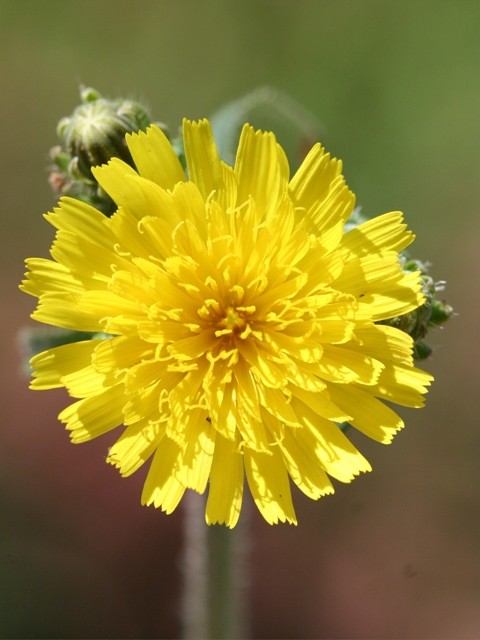 Picris hieracioides