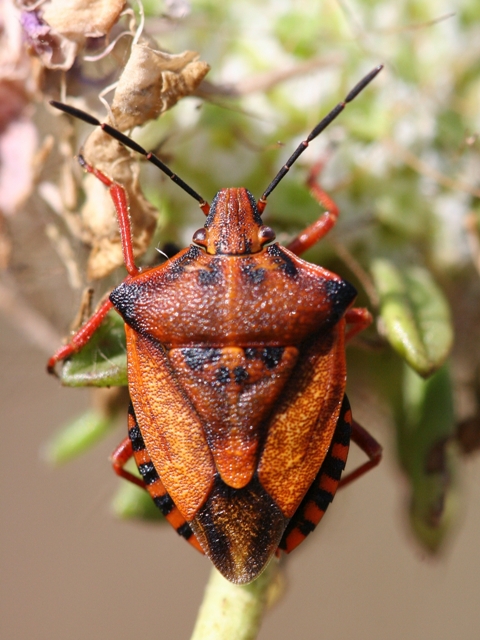 Pentatomidae: Carpocoris mediterraneus della Campania