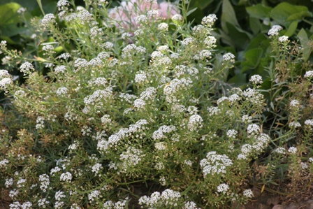 Lobularia maritima