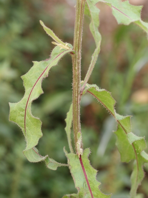 Picris hieracioides