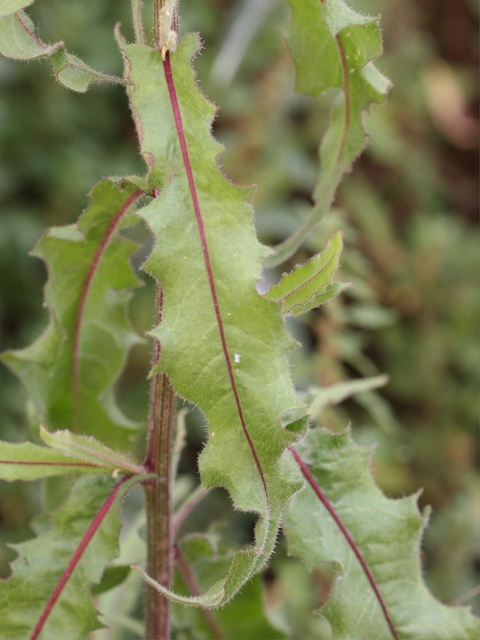 Picris hieracioides