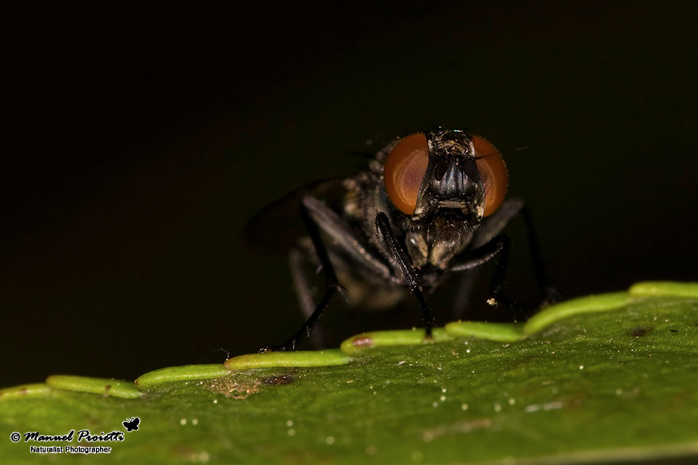 Hydrotaea sp. F (Muscidae).