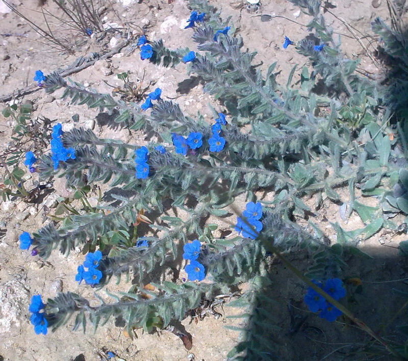 Piccoli fiori blu - Alkanna tinctoria