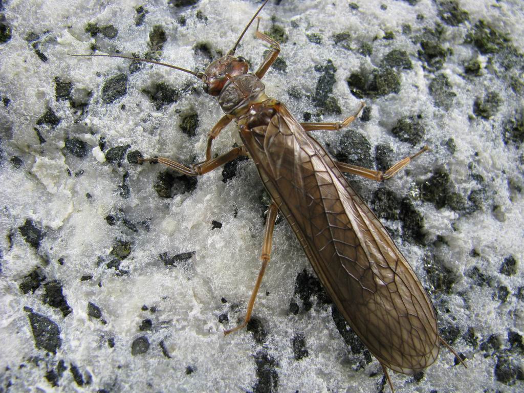 Perla marginata