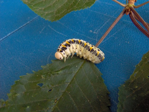 Larva di imenottero Synphita su ciliegio